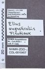 Etikette zu Elius angusticollis (NHMW-ZOO-COL-0010457)